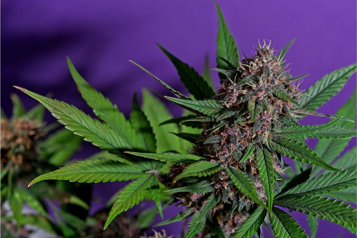 The Entourage Effect in Simple Terms: Why Mixing Cannabinoids Works