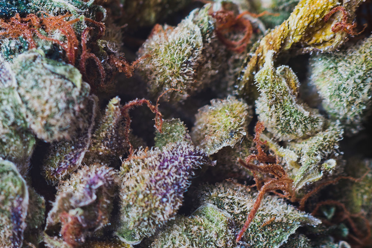 Benefits of THCa Flower